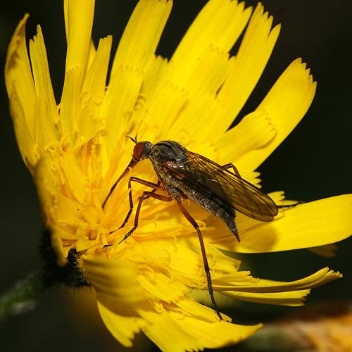 Empis rustica