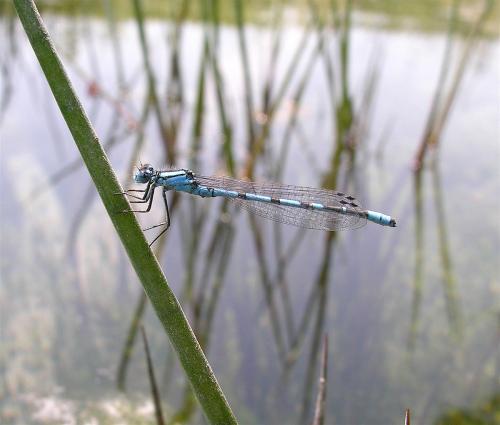 Enallagma cyathigerum