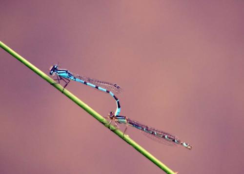 Enallagma cyathigerum