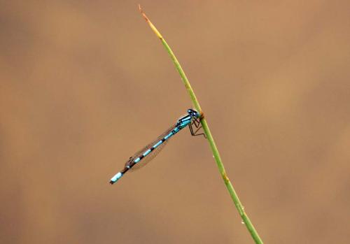 Enallagma cyathigerum