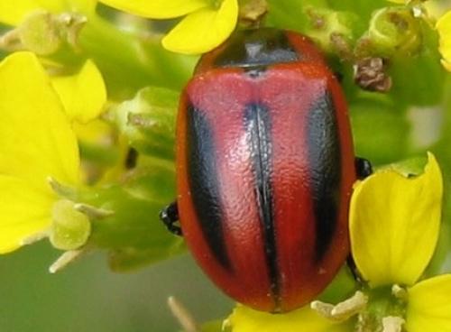 Réf. 20 909 : Entomoscelis adonidis