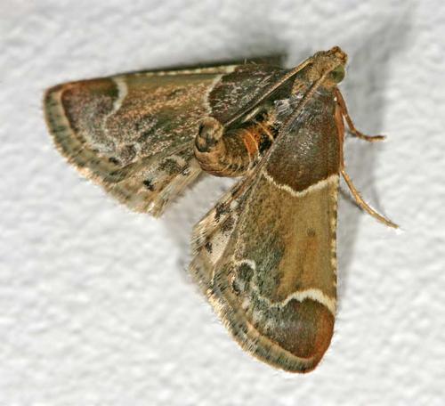 Réf. 20 800 : Pyralis farinalis