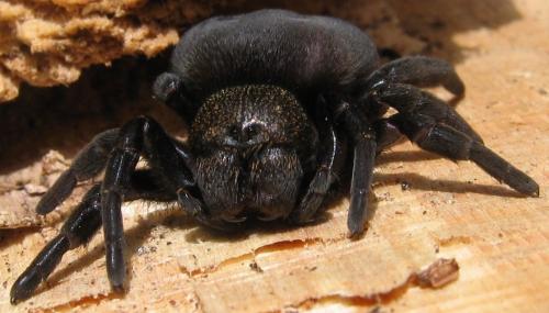 Eresus kollari