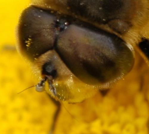 Eristalis tenax