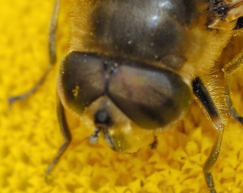Eristalis tenax