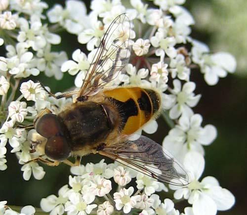 Eristalis arbustorum