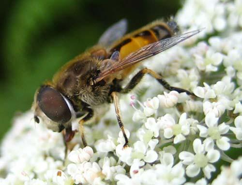 Réf. 20 344 : Eristalis arbustorum