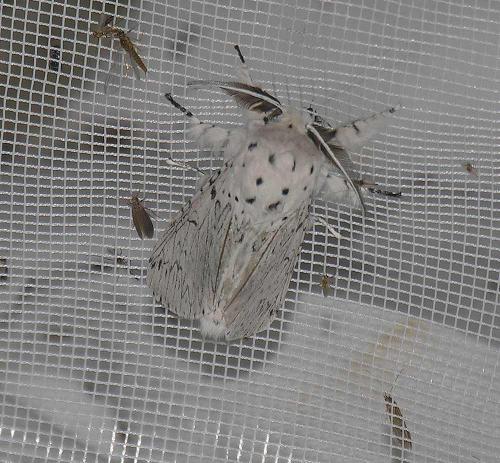 Cerura erminea