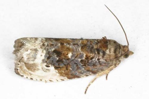 Réf. 20 655 : Hedya nubiferana