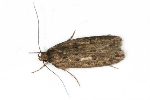 Réf. 20 727 : Hofmannophila pseudospretella