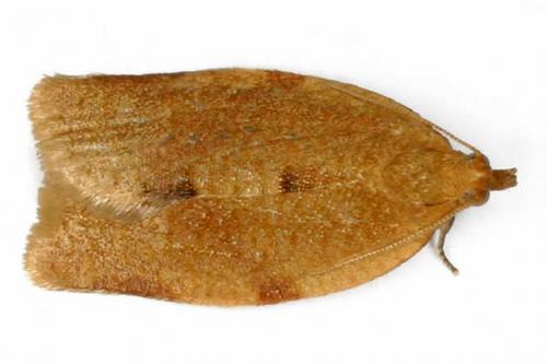 Clepsis consimilana