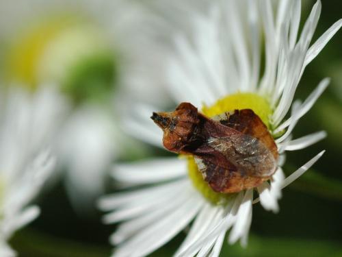 Réf. 20 606 : Phymata crassipes