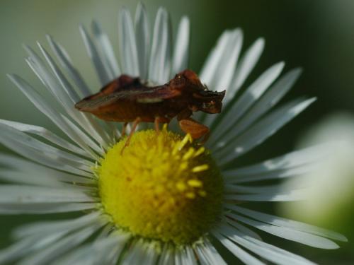 Phymata crassipes