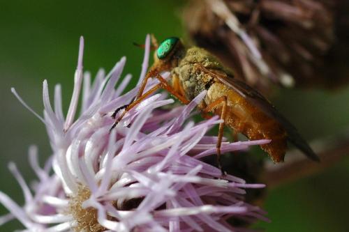 Réf. 20 816 : Silvius alpinus
