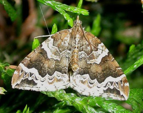 Réf. 20 594 : Eulithis prunata