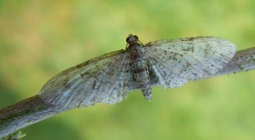 Eupithecia sp.