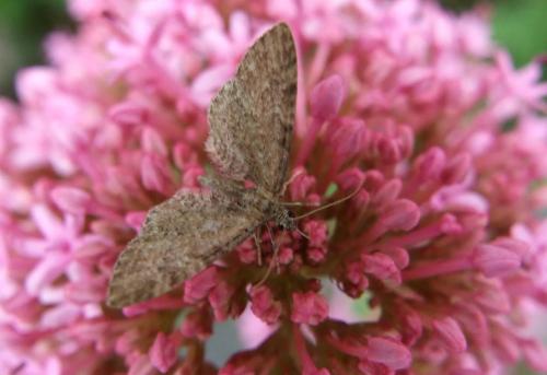Eupithecia sp.