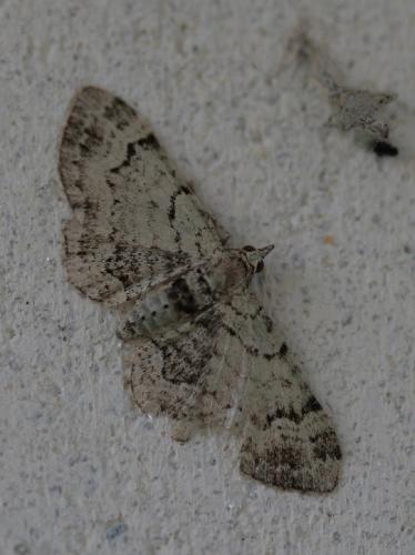 Réf. 20 005 : Pasiphila rectangulata