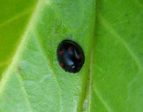Exochomus quadripustulatus