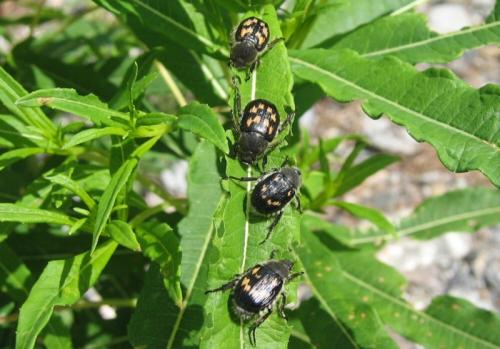 Réf. 20 960 : Exomala succincta