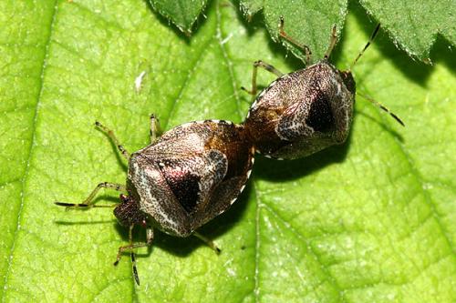 Réf. 20 822 : Stagonomus venustissimus