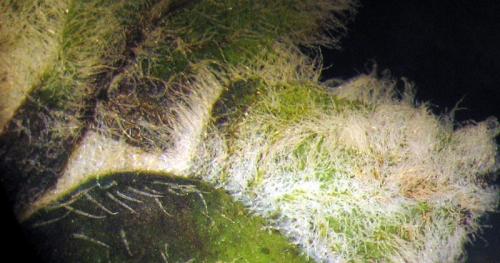 Aceria labiatiflorae