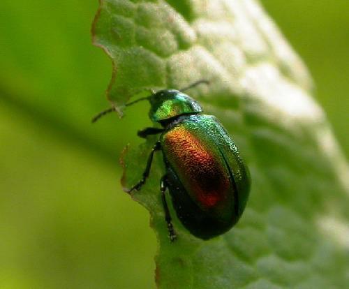 Gastrophysa viridula