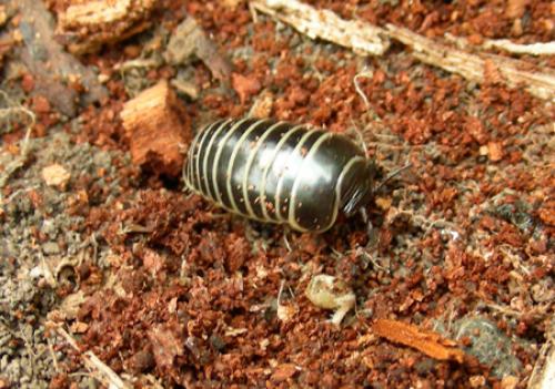 Glomeris marginata