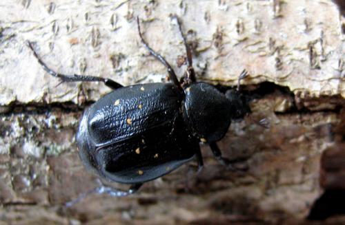 Réf. 20 253 : Gnorimus variabilis