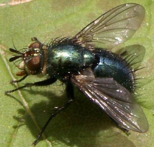 Chrysosomopsis aurata