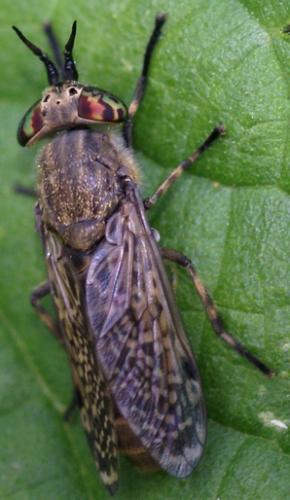 Haematopota pluvialis