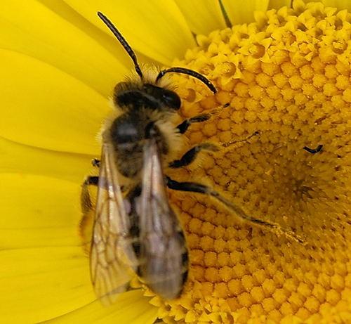 Andrena flavipes