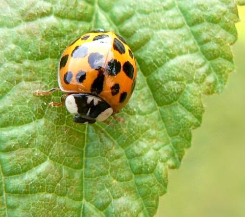 Harmonia axyridis