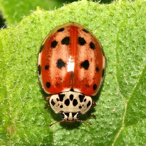 Réf. 20 824 : Harmonia quadripunctata
