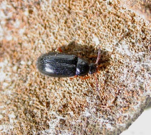 Mycetochara maura