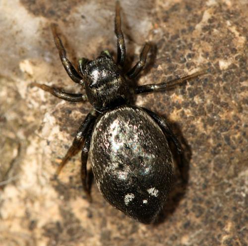 Réf. 20 373 : Heliophanus aeneus