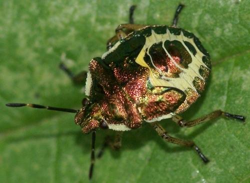 Troilus luridus