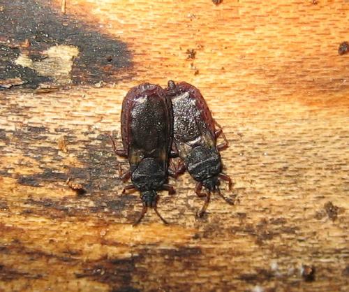 Aneurus avenius