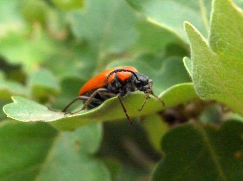 Stictoleptura fontenayi