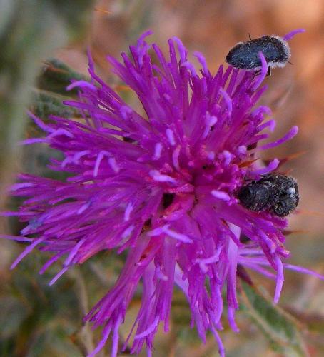 Acmaeoderella perroti perroti