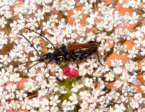 Stenopterus ater
