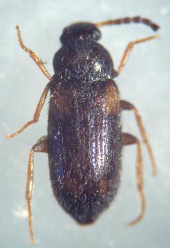 Mycetochara quadrimaculata