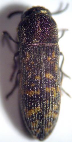 Acmaeoderella adspersula