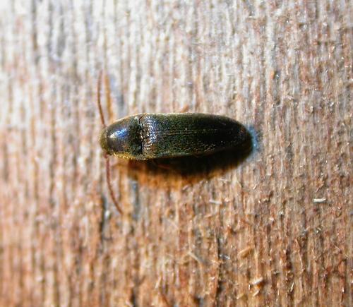 Réf. 20 118 : Hylis cariniceps