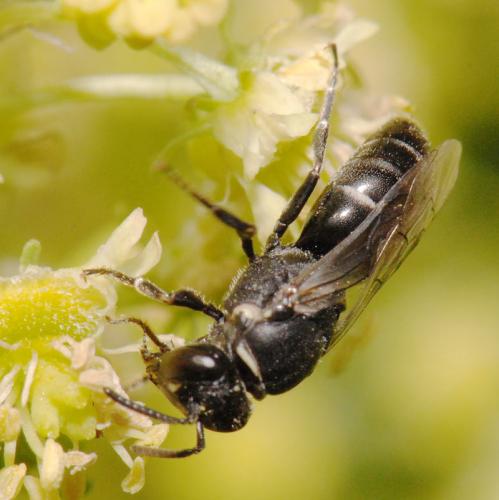 Réf. 20 955 : Hylaeus signatus