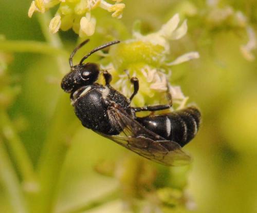 Réf. 20 957 : Hylaeus signatus