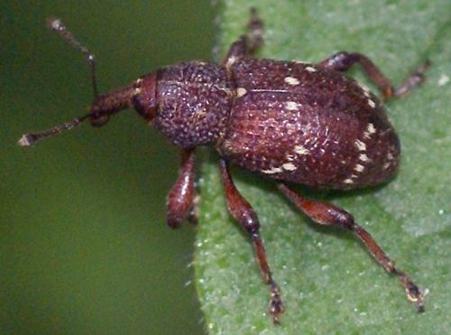 Réf. 20 028 : Hylobius transversovittatus