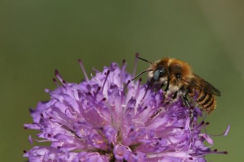 Réf. 20 597 : Hoplitis sp.