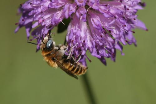 Réf. 20 598 : Hoplitis sp.