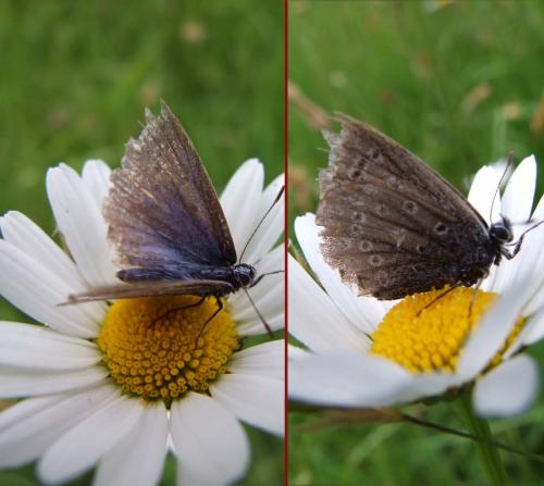 Polyommatus icarus